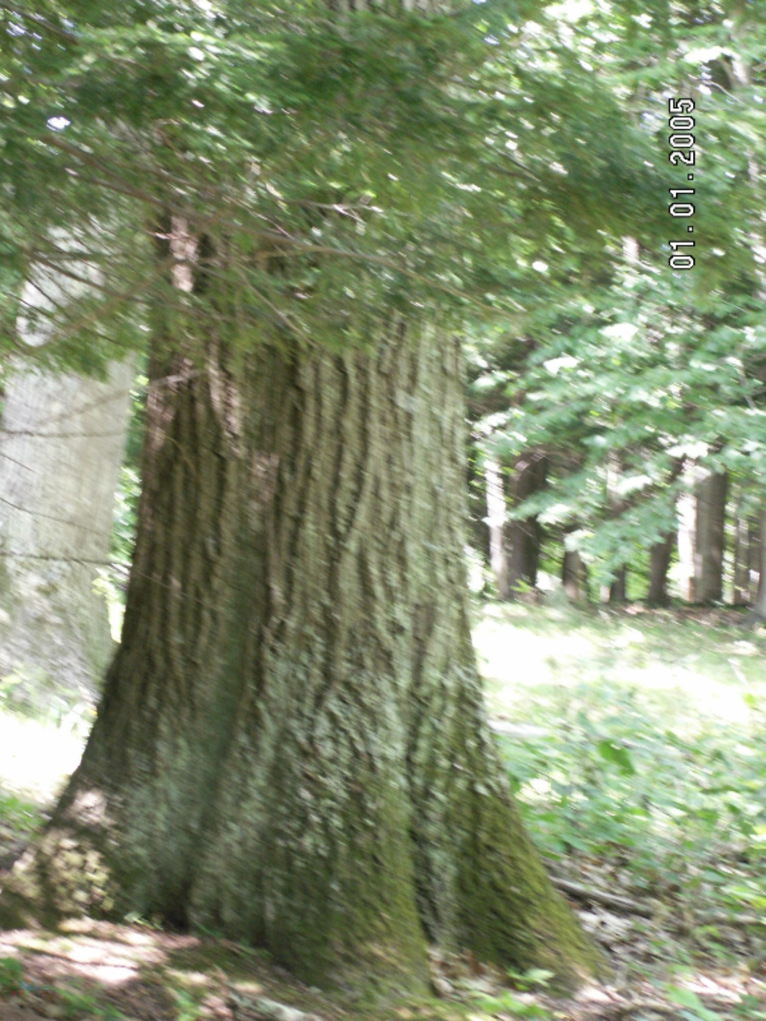West White Road Free Soil, MI 49411 - Photo 8 of 26 PICT0483