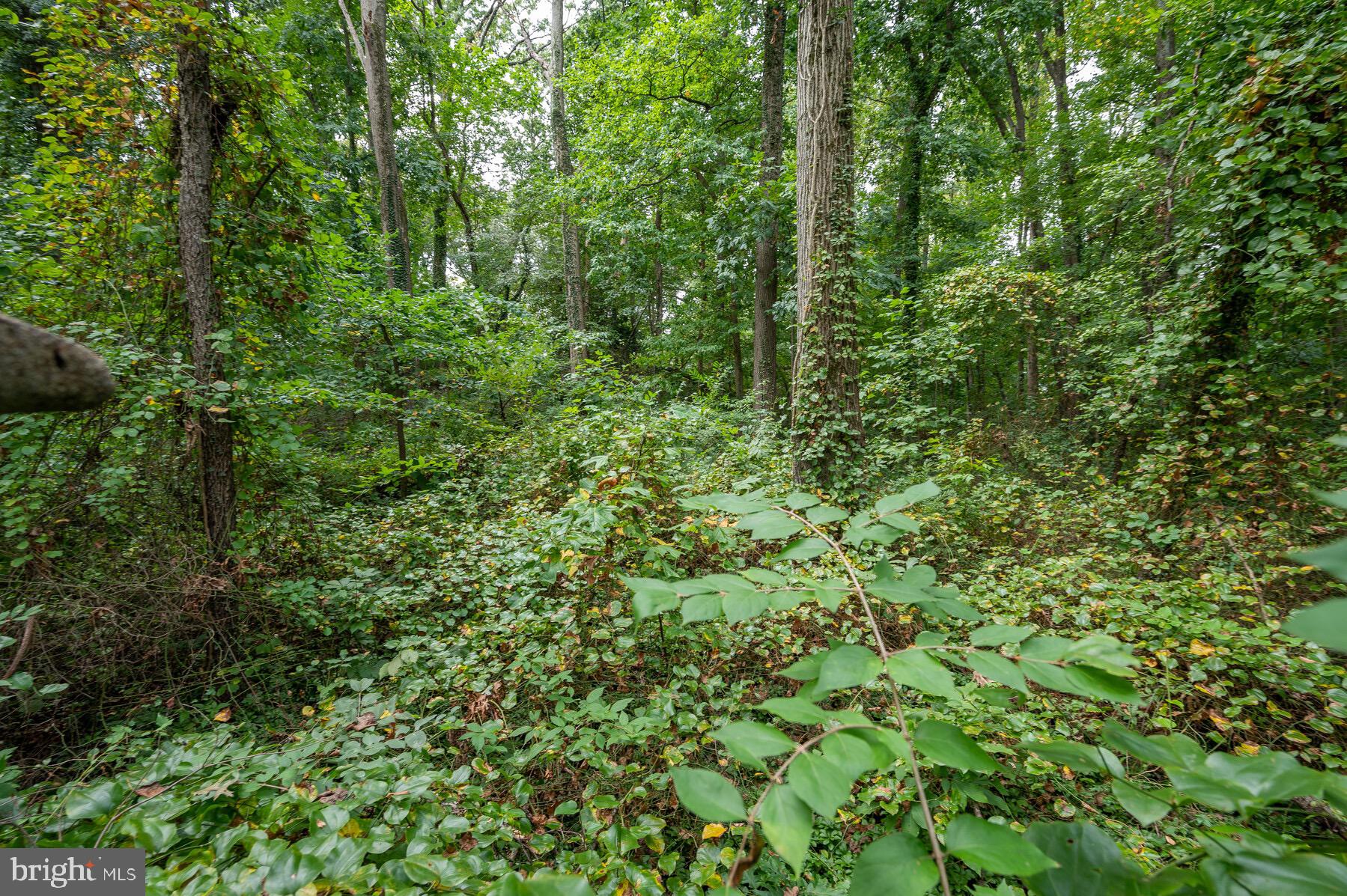 6649 Kerns Road Falls Church, VA 22042 - Photo 12 of 18