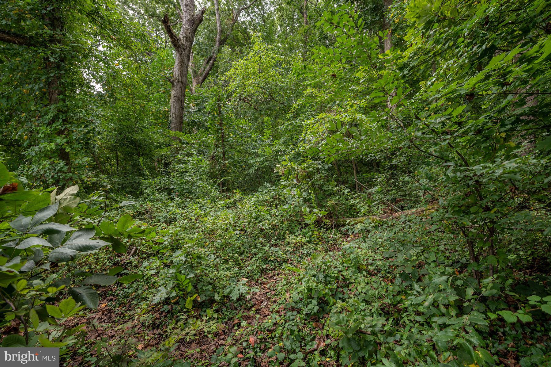 6649 Kerns Road Falls Church, VA 22042 - Photo 13 of 18