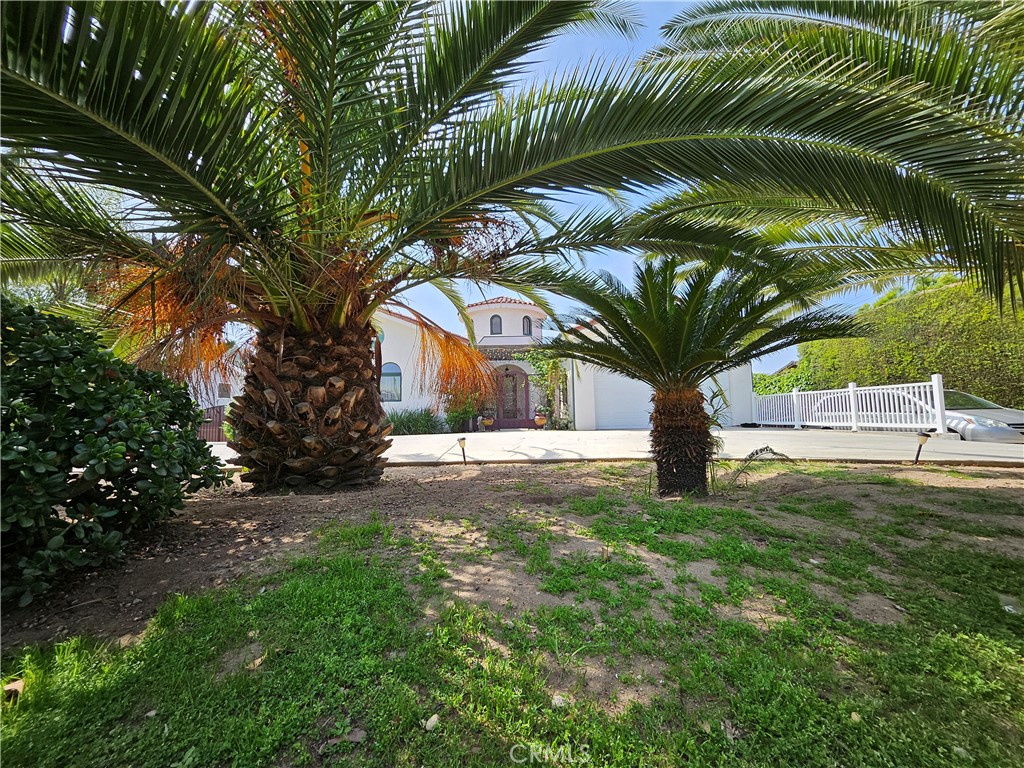 a view of a yard with plants and trees