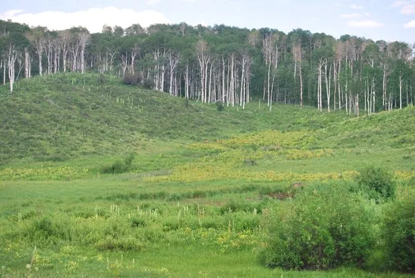 a view of a grassy field with trees in the background