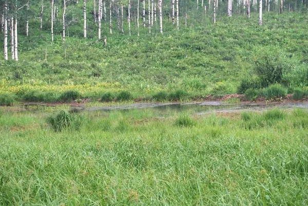 a view of a lush green space