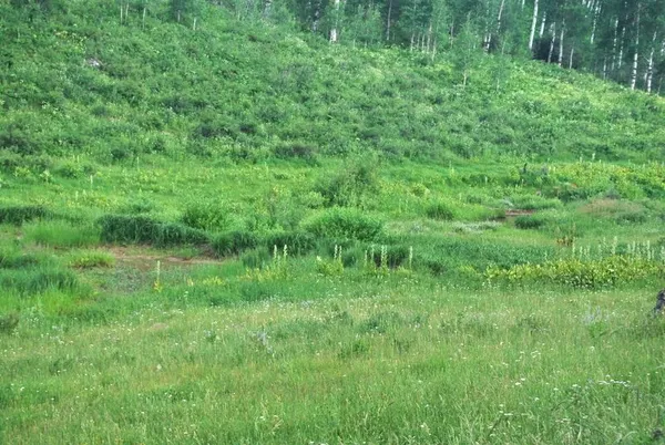 a view of a lush green forest with large trees