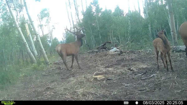 a view of a back yard