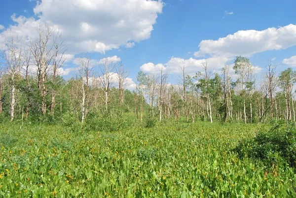 a view of a green field with lots of bushes