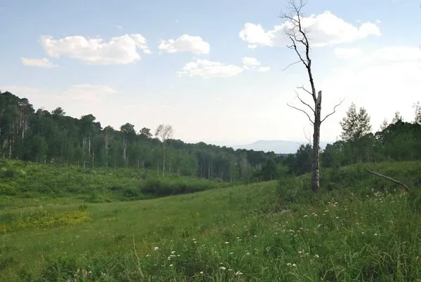 a view of a lush green space