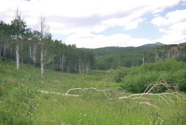 a view of a yard in a forest
