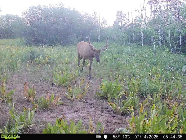 a view of a room with table and a potted plant