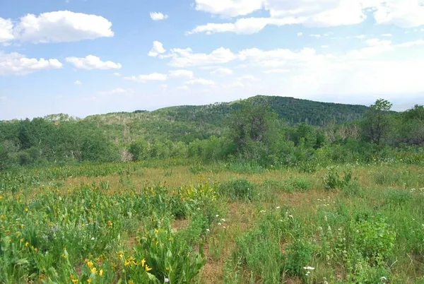a view of a lush green forest with lots of trees