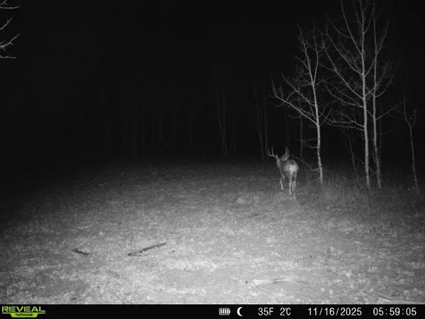 a green field with lots of bushes