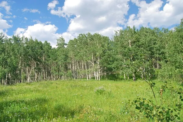 a view of a lush green outdoor space