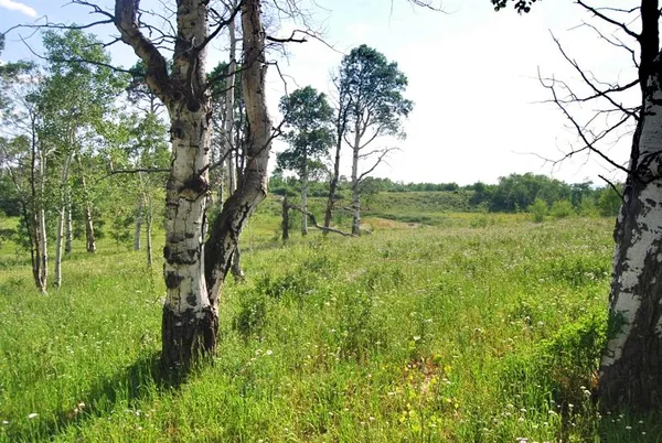 a view of a yard in a garden