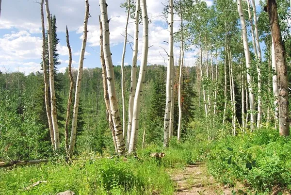 a view of outdoor space and a yard