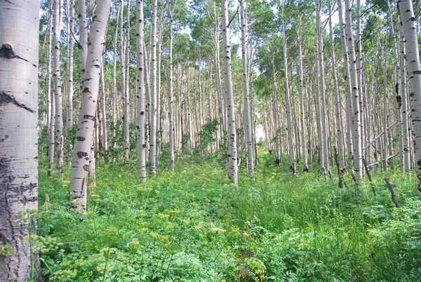a view of a lush green forest with trees in the background