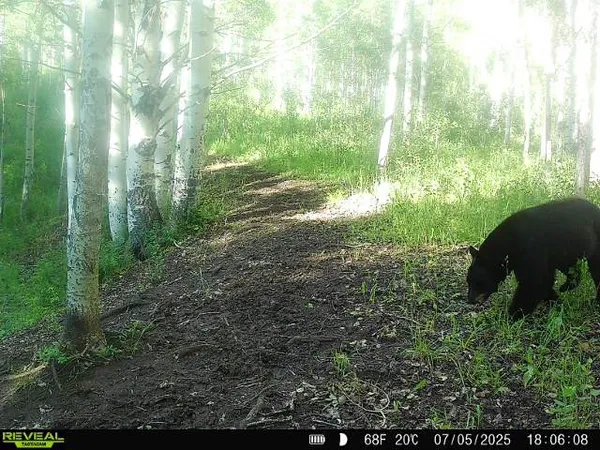 a view of a lush green forest with large trees