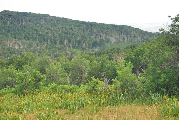 a view of outdoor space and garden