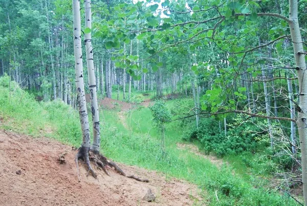 a view of forest