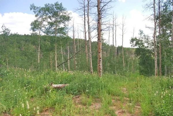 a view of a garden with plants and trees