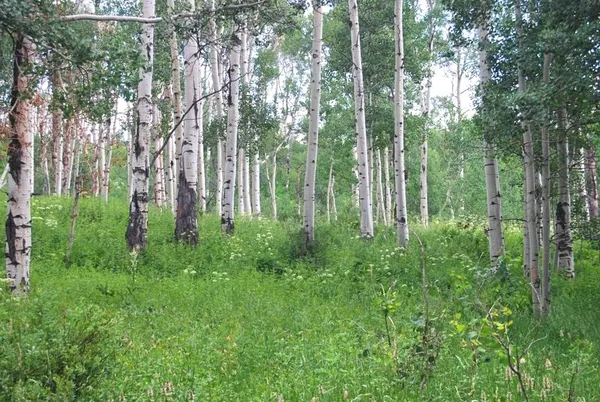 $1,375,000 | 11 County Road 11, Craig, CO 81625