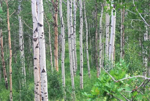 $1,375,000 | 11 County Road 11, Craig, CO 81625