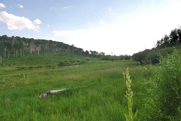 a view of a yard in a yard