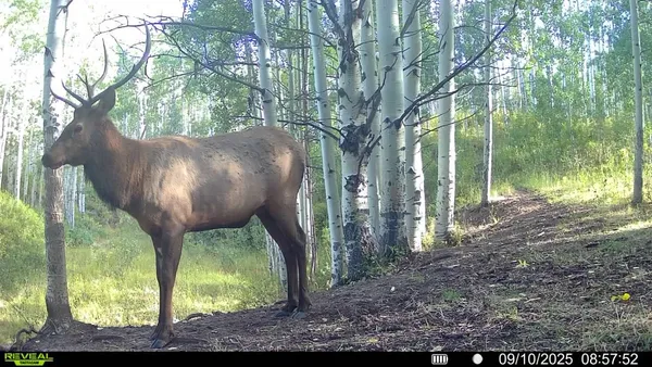 a view of a grassy field with trees in the background