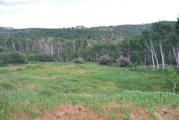 a view of a green field with lots of plants and trees