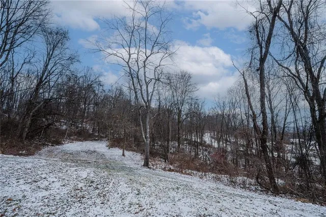 a view of a forest filled with trees