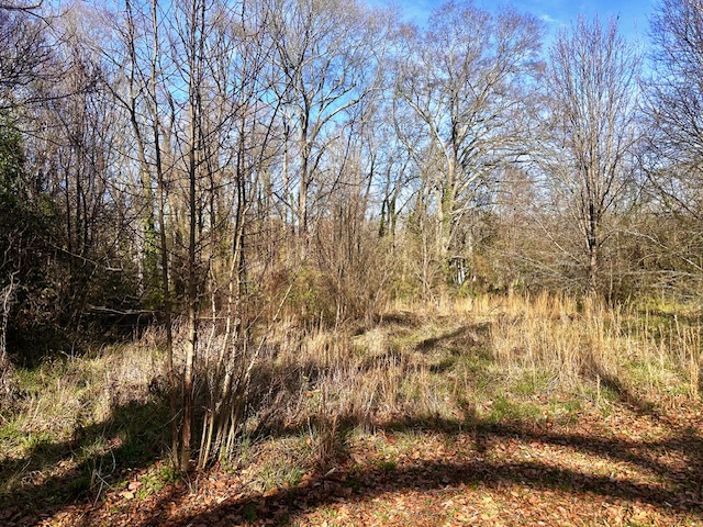 1208 West Whitner Street Anderson, SC 29625 - Photo 17 of 23