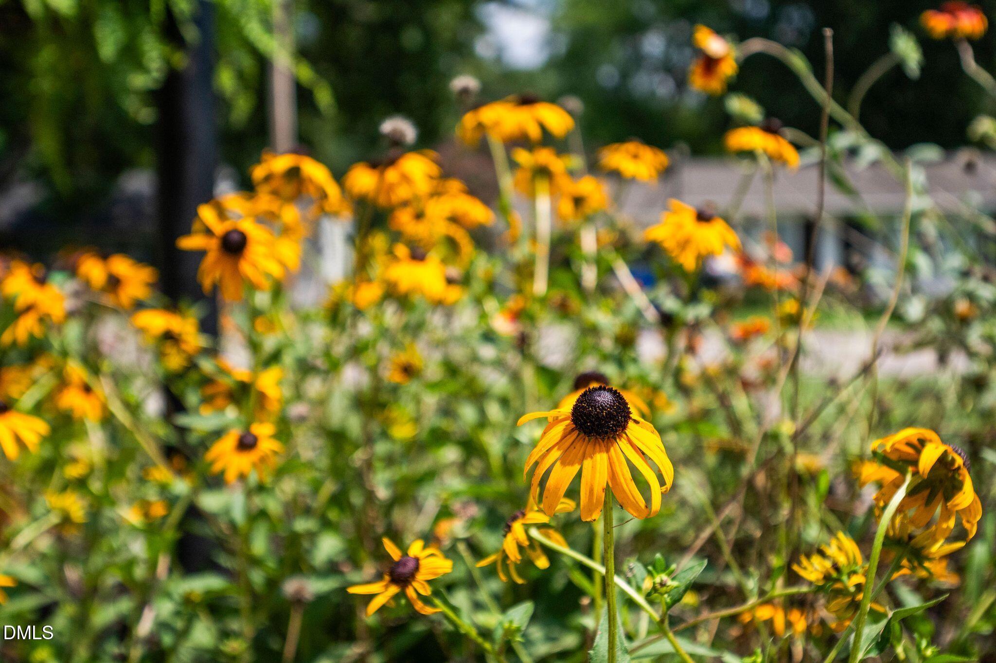 2505 Remington Road Raleigh, NC 27610 - Photo 58 of 65 11_DSC_6959