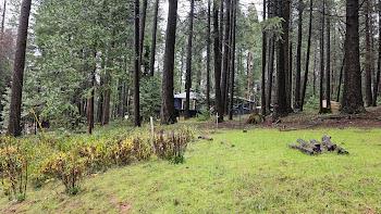 22700 Johnson Valley Road Foresthill, CA 95631 - Photo 54 of 68 a view of a backyard with potted plants and large trees