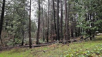 22700 Johnson Valley Road Foresthill, CA 95631 - Photo 58 of 68 a view of a backyard with trees