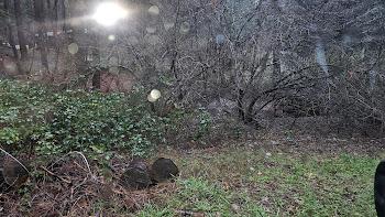 22700 Johnson Valley Road Foresthill, CA 95631 - Photo 60 of 68 a backyard of a house