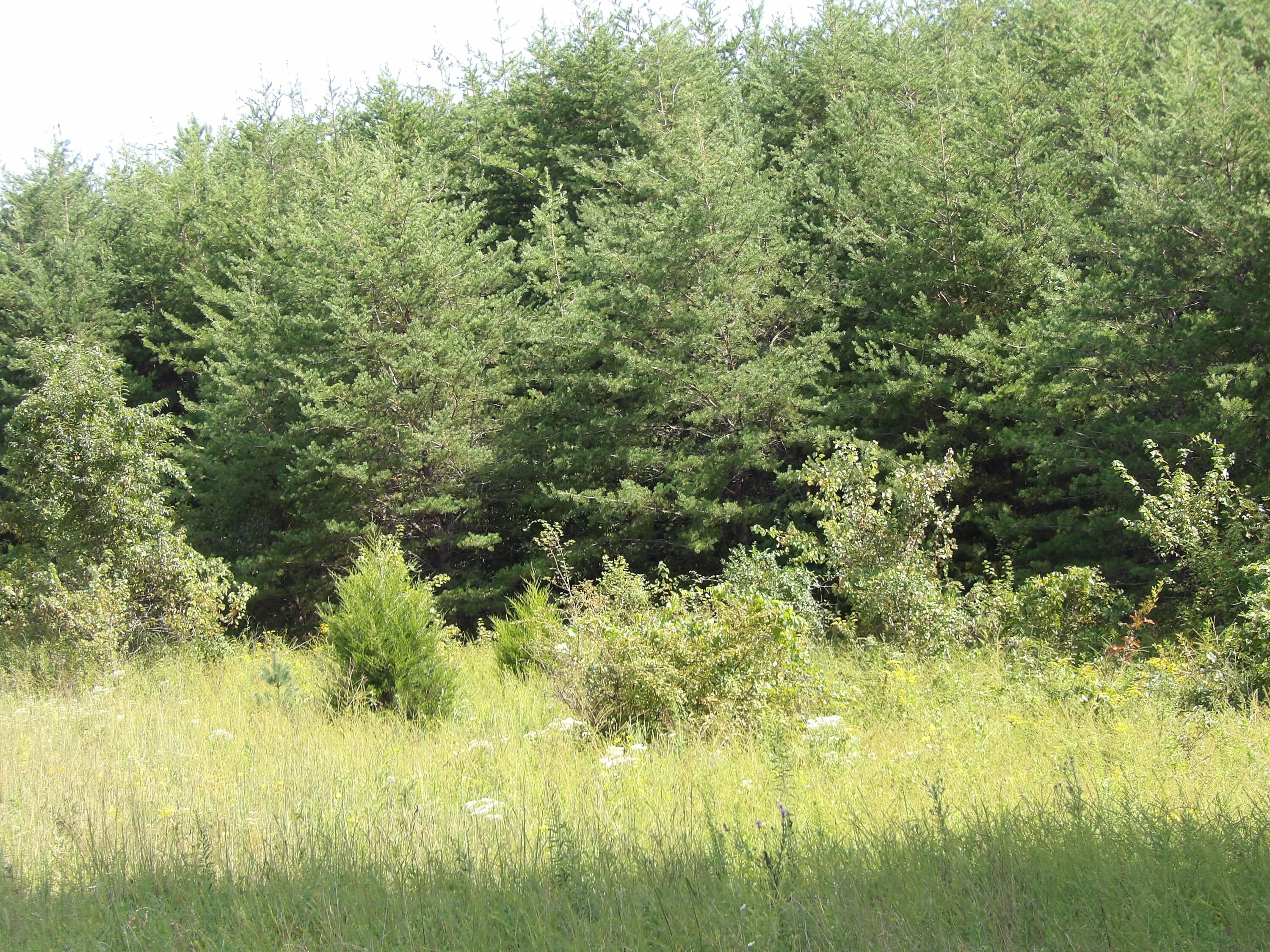 0 Mountain View Drive, Unit 20 Deer Lodge, TN 37726 - Photo 3 of 19 100_0770