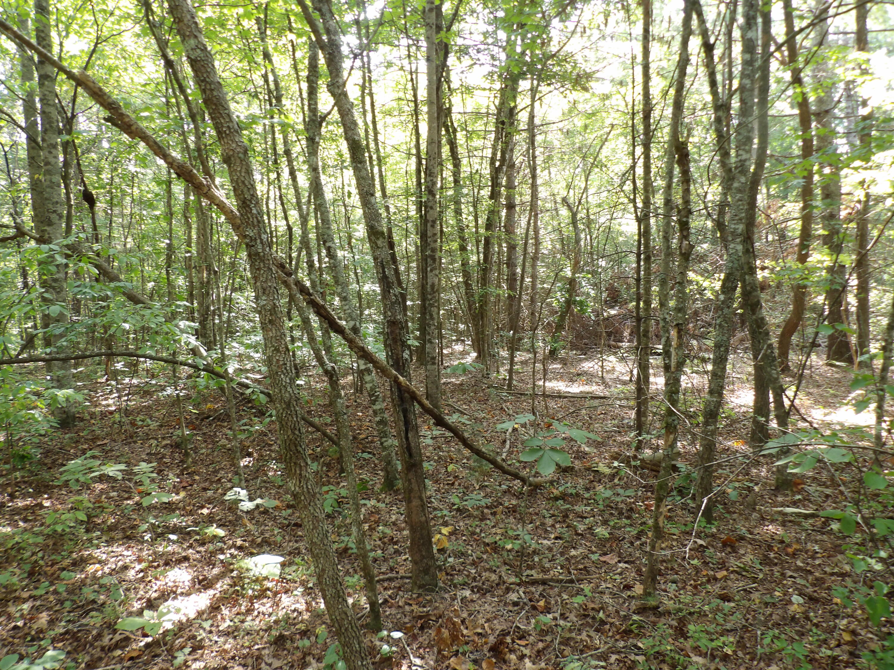 0 Mountain View Drive, Unit 20 Deer Lodge, TN 37726 - Photo 5 of 19 100_0780