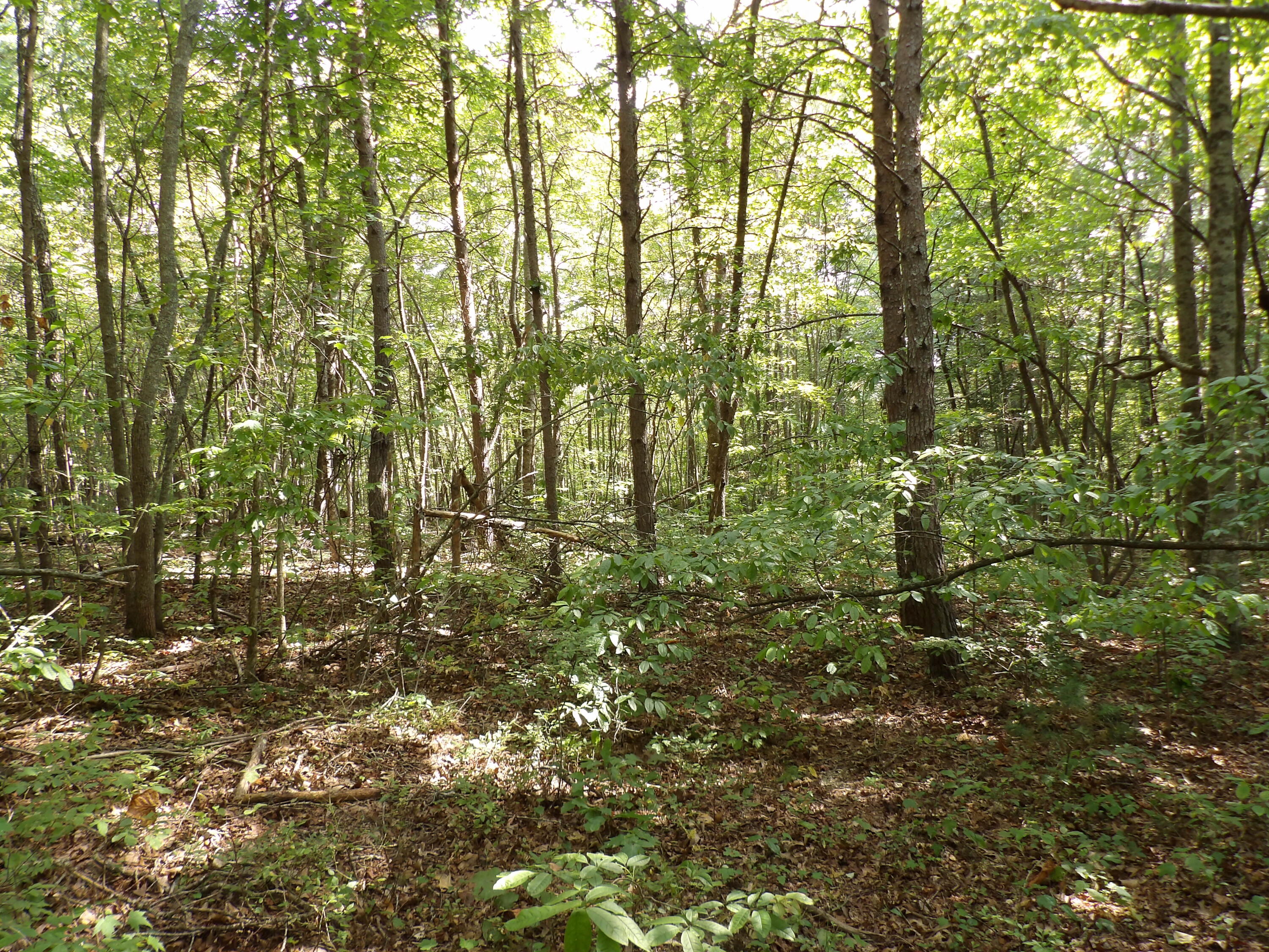 0 Mountain View Drive, Unit 20 Deer Lodge, TN 37726 - Photo 6 of 19 100_0781