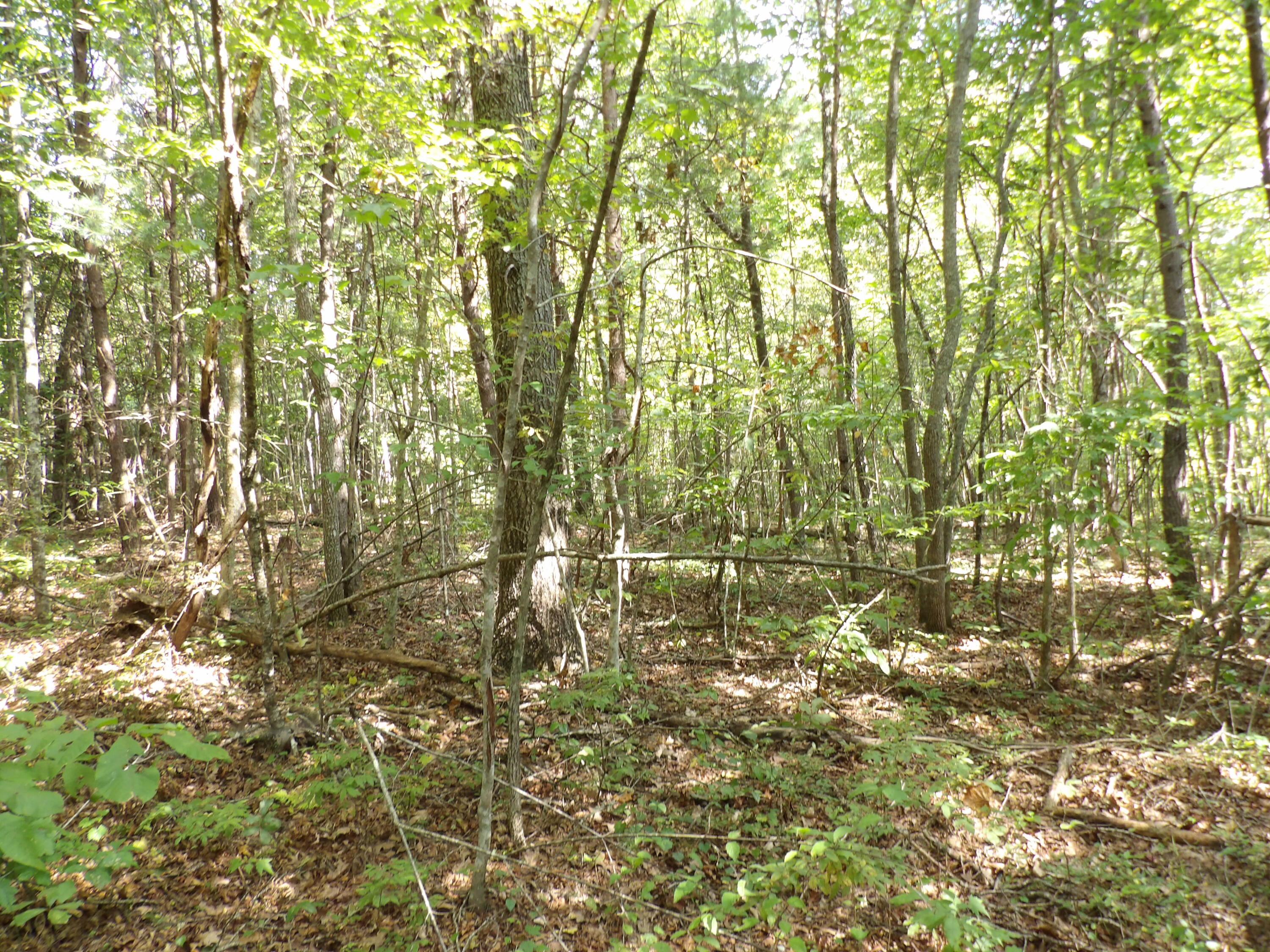 243 A Mountain View Drive, Unit 20 Deer Lodge, TN 37726 - Photo 8 of 19 100_0782