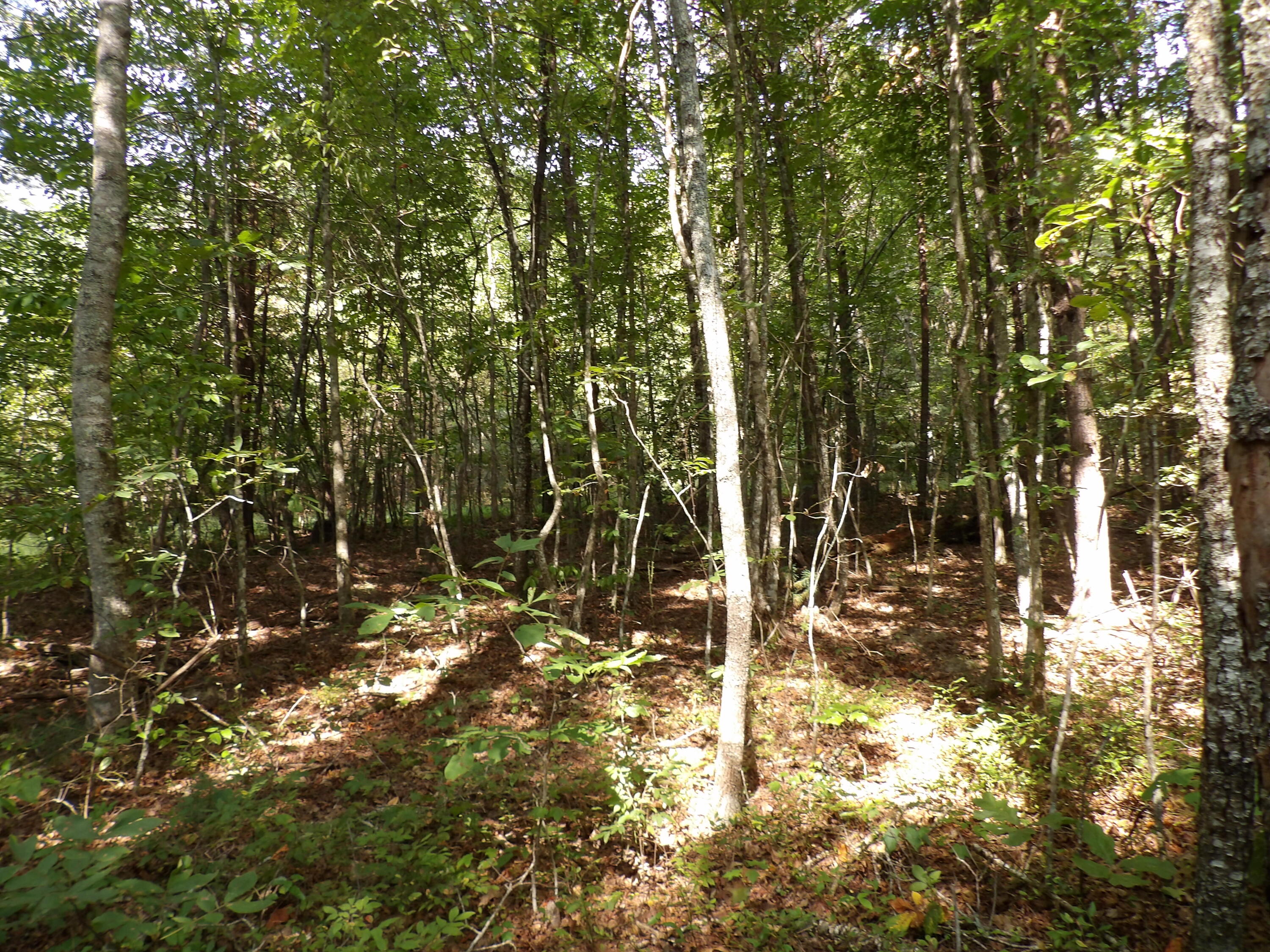 243 A Mountain View Drive, Unit 20 Deer Lodge, TN 37726 - Photo 9 of 19 100_0783