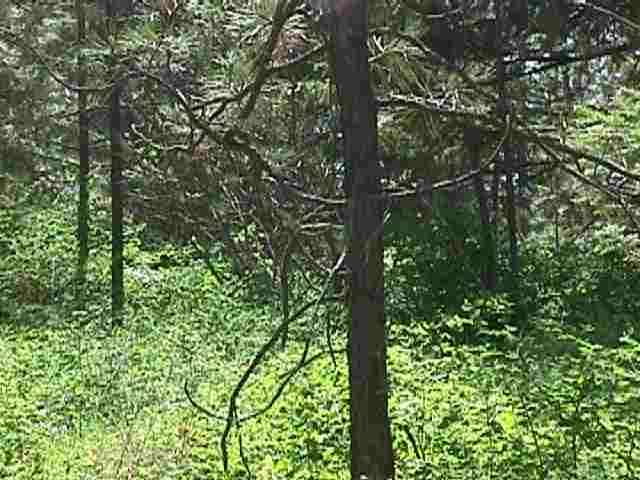 0 Vista Court Colbert, WA 99005 - Photo 2 of 8