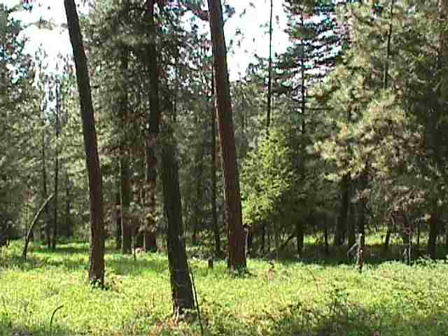 0 Vista Court Colbert, WA 99005 - Photo 8 of 8