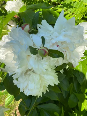 $1,776 | 6223 Petre Street, Duluth, MN 55807