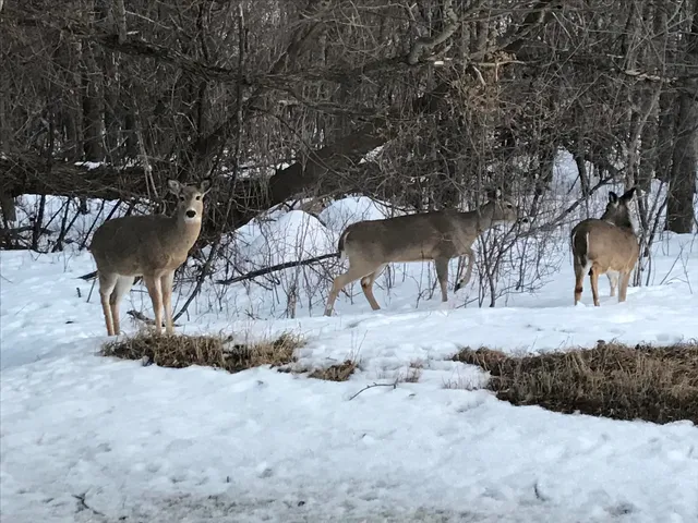 $1,776 | 6223 Petre Street, Duluth, MN 55807