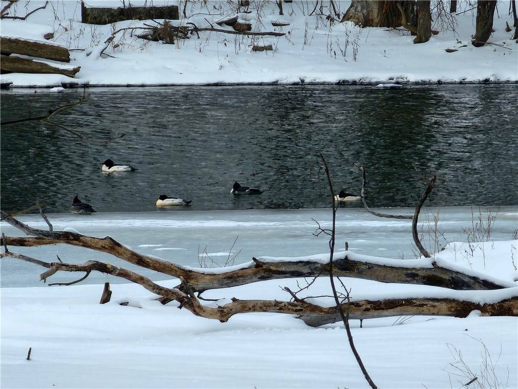 6683 Rayrene Drive Elbridge, NY 13080 - Photo 20 of 20