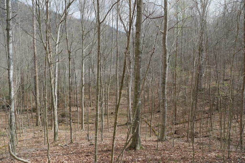 Tbd Valley Spring Road, Unit 1 Jonesville, VA 24263 - Photo 17 of 55 Gallery Image 17