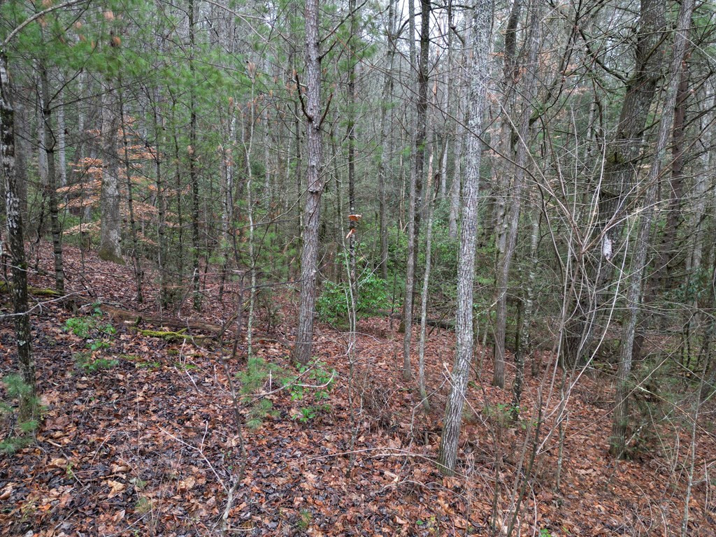 Tbd Dillard Road Murphy, NC 28906 - Photo 5 of 21