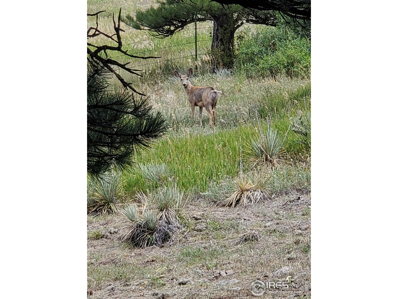 6778 Olde Stage Road Boulder, CO 80302 - Photo 33 of 40 Deer in yard