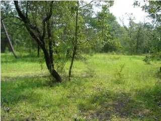 14 Richardson Road Crestview, FL 32539 - Photo 3 of 4 a view of lush green forest