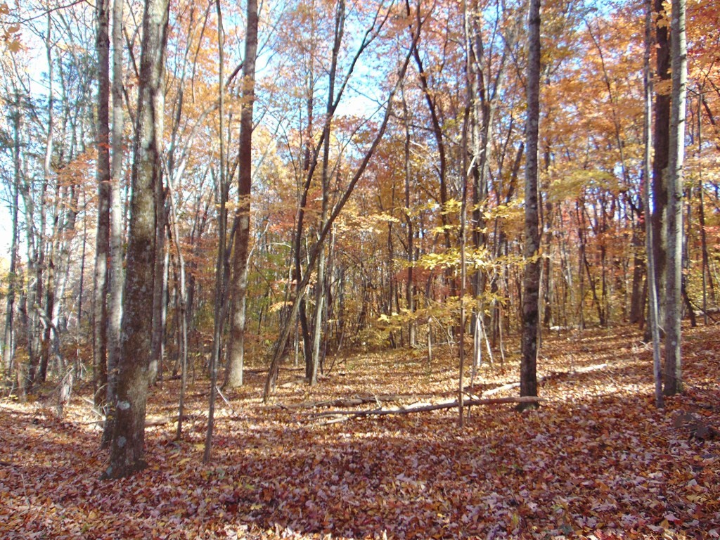 0 Raccoon Ridge Road Spring City, TN 37381 - Photo 32 of 70