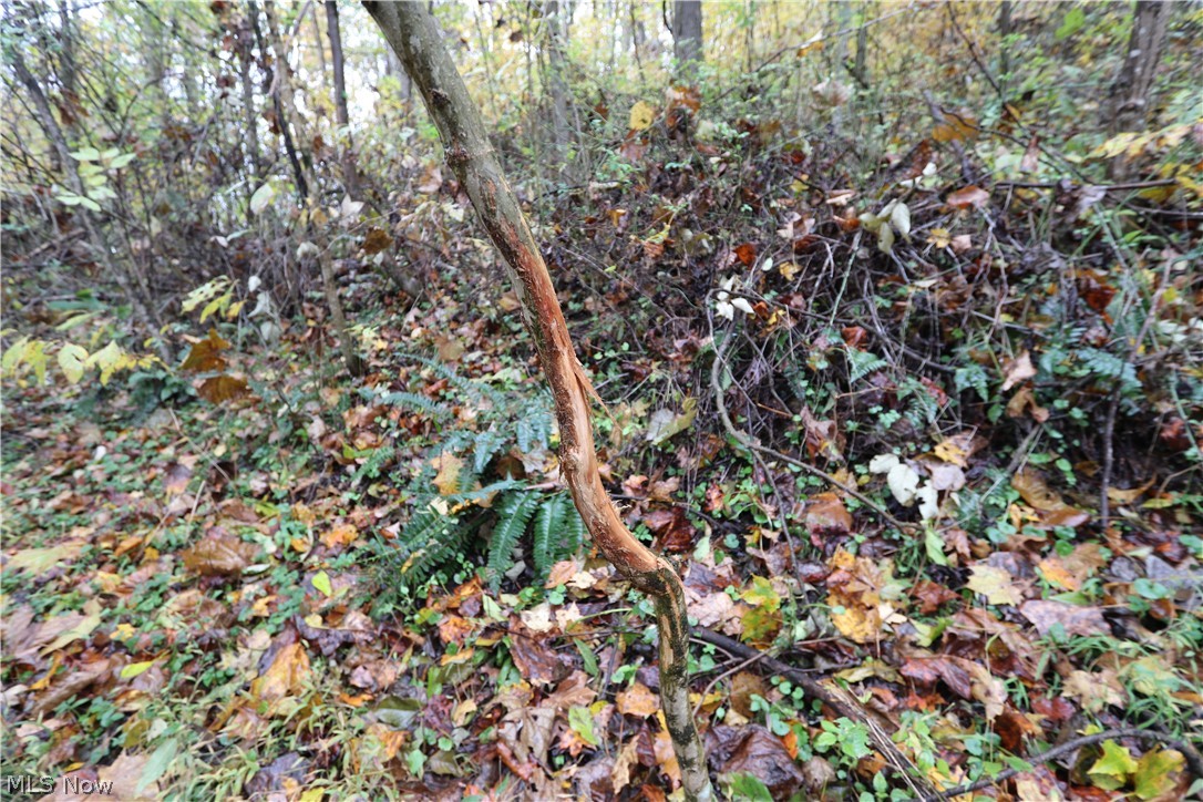 Sheets Run Road New Matamoras, OH 45767 - Photo 6 of 8 Gallery Image 6