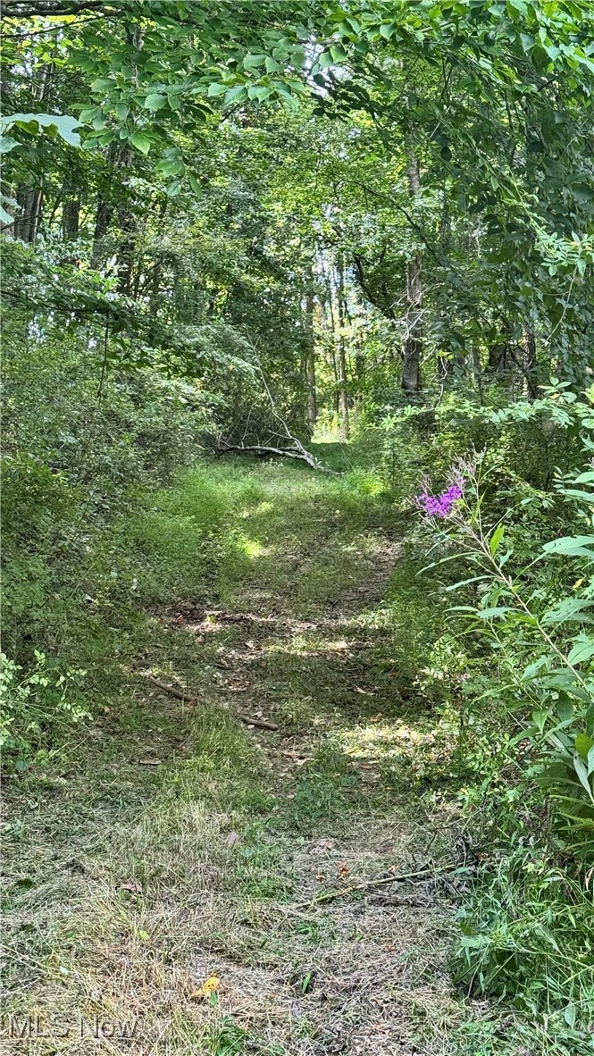 294 County Road Conesville, OH 43811 - Photo 21 of 39 View of nature